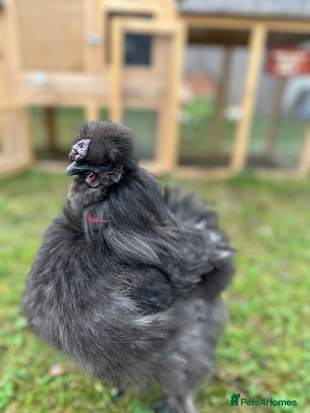 Chickens poultry for sale: Silkie Roosters  - Advert 6