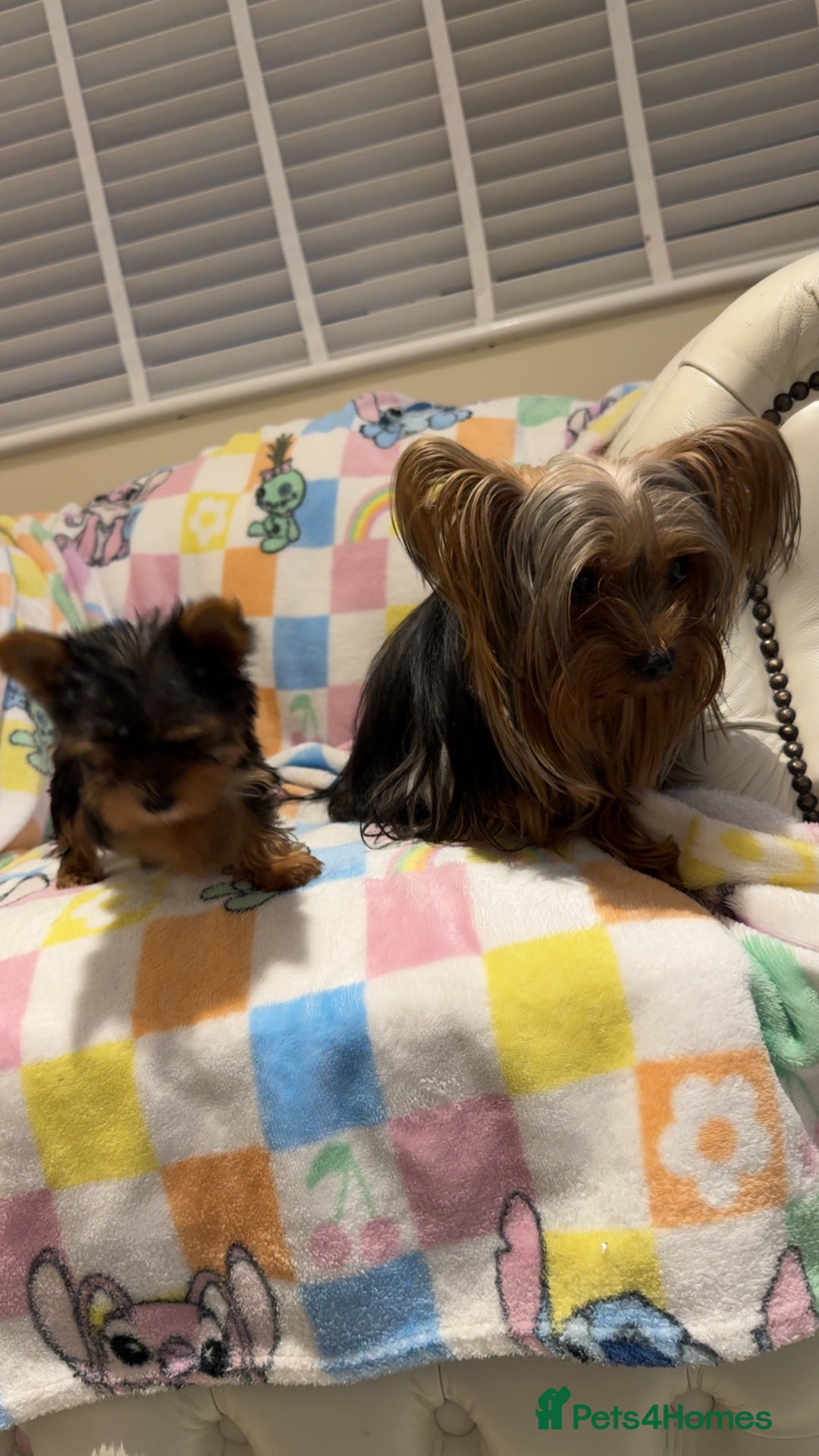 Yorkshire Terrier dogs for sale: *Reduced* teeny tiny little Yorkshire terrier boy  - Advert 3