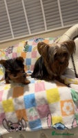 Yorkshire Terrier dogs Last little Yorkshire terrier boy - Advert 4