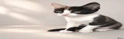 Aphrodite Giant cats for sale: Lovely kittens  - Advert 3