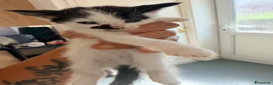 Spot