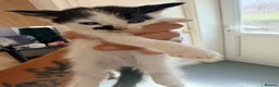 Mixed Breed cats for sale: Litter of 6 babies ready end of August - Advert 4