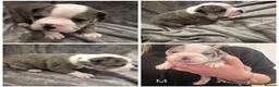 Olde English Bulldogge dogs for sale: Old English Bulldog Pups  - Advert 25