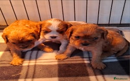 Cavalier King Charles Spaniel dogs for sale: Cavalier king Charles  - Advert 1