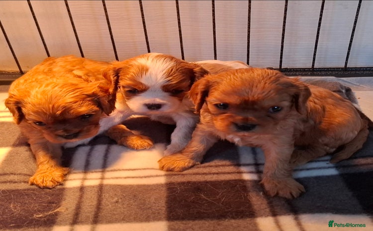 Cavalier King Charles Spaniel dogs Cavalier king Charles  - Advert 1