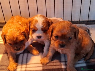 Cavalier King Charles Spaniel dogs for sale: Cavalier king Charles - Advert 1