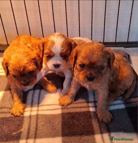 Cavalier King Charles Spaniel dogs Cavalier king Charles - Advert 1
