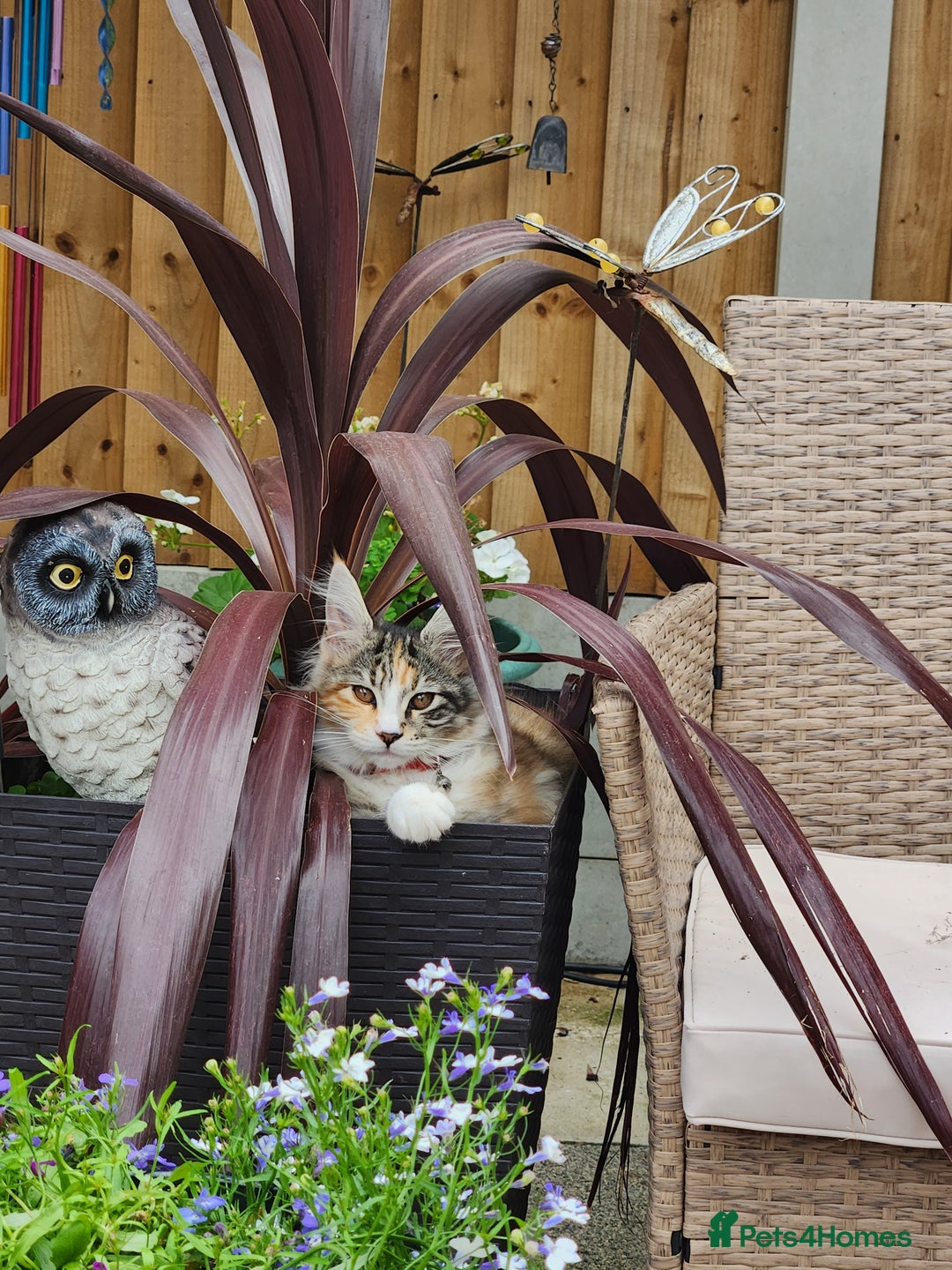 Maine Coon cats for sale: Maine coon Kittens Ready to go! 100% Pedigree   in Derby - Image 4