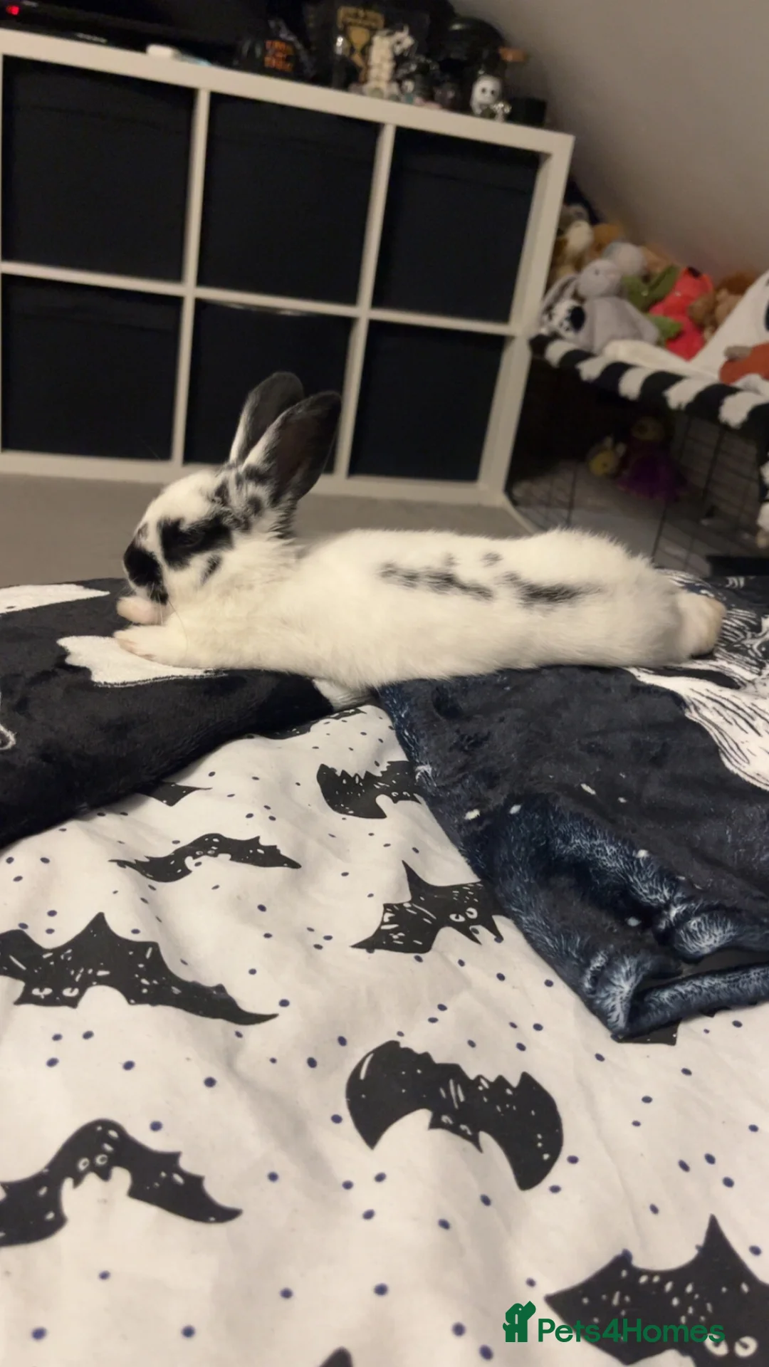 English Spot rabbits for sale: Baby Rabbit  in Bolton - Advert 5