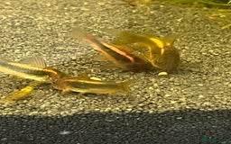 Corys fish for sale: Red Lazer Corys. £15. - Image 7