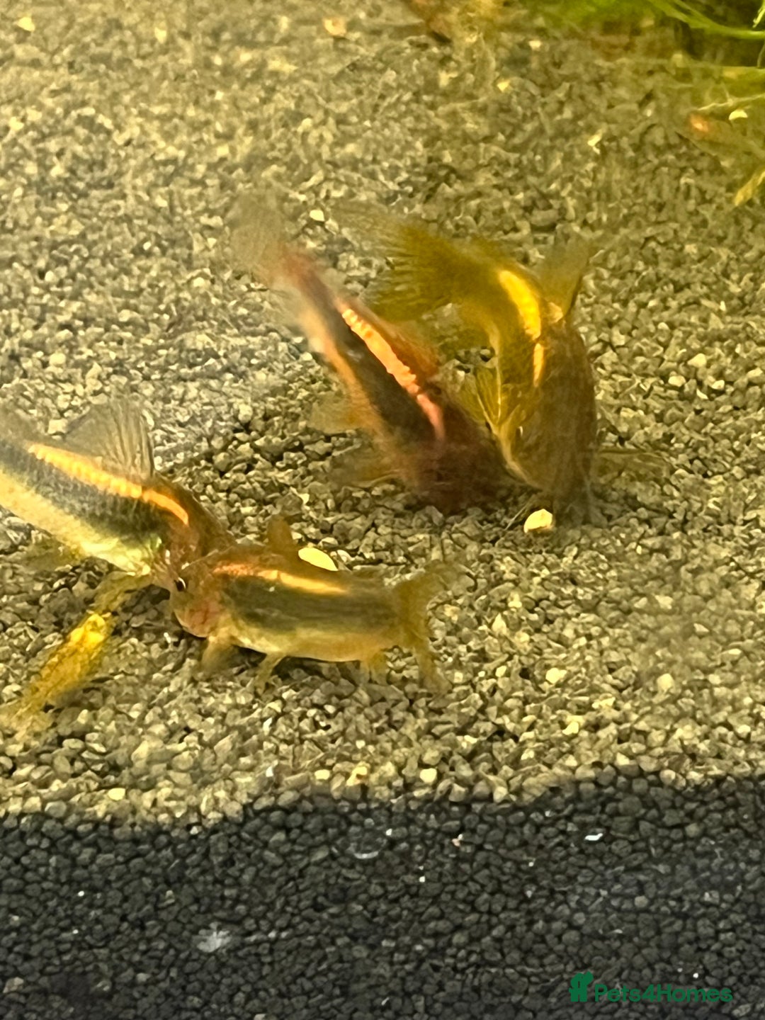 Corys fish for sale: Red Lazer Corys. £15. - Image 7