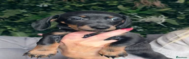 Miniature Dachshund 5