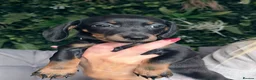 Miniature Dachshund dogs for sale: Miniature dachshund  in Stafford - Advert 4