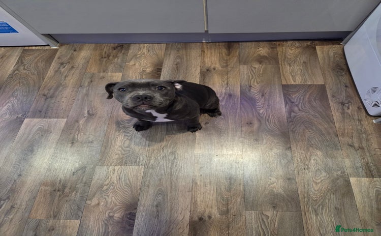 Staffordshire Bull Terrier dogs - Advert 14