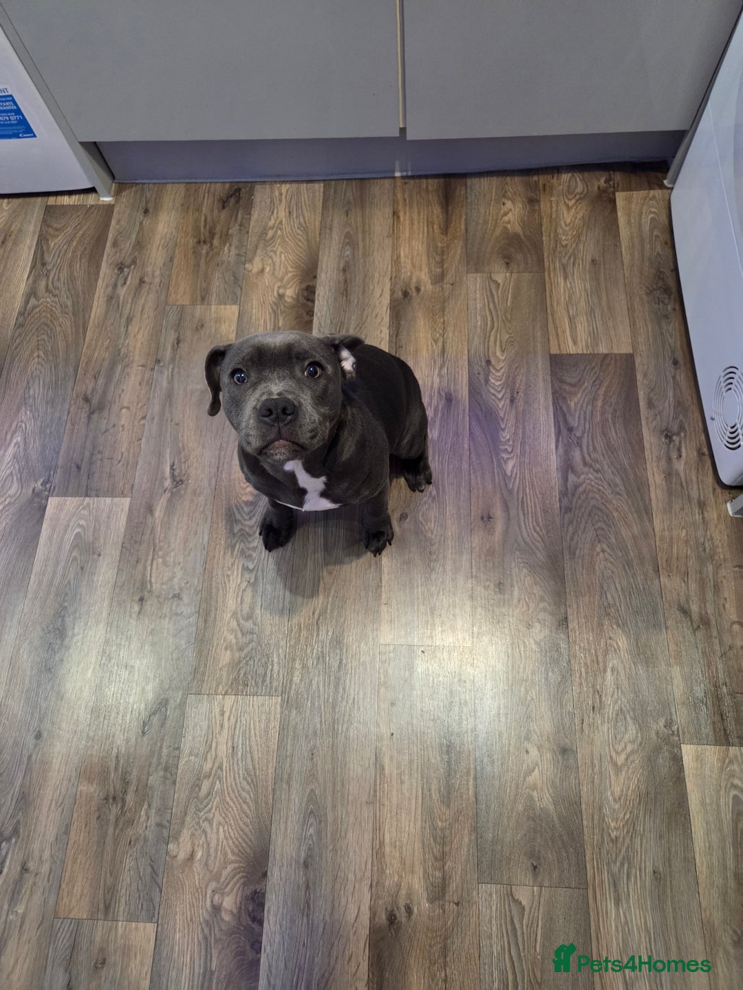 Staffordshire Bull Terrier dogs for sale: Gorgeous girl Blue and white staffy  - Image 1