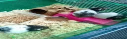 Hamster rodents for sale: Syrian hamsters, friendly, hand-tamed in Northampton - Advert 4