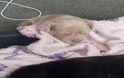 Mixed Breed dogs for sale: 5 cane corso mix puppies - Image 18
