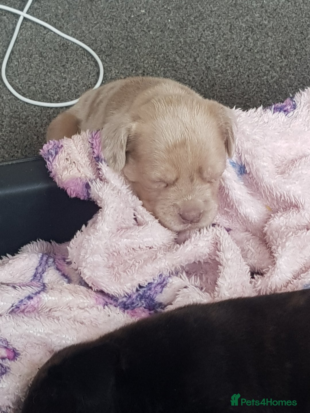 Mixed Breed dogs for sale: 5 cane corso mix puppies - Image 18