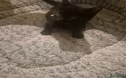 British Shorthair cats for sale: Kittens british shorthair bombay mix - Image 8