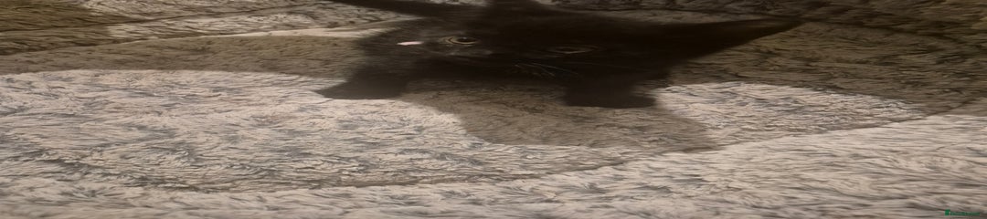 British Shorthair Kitten 2