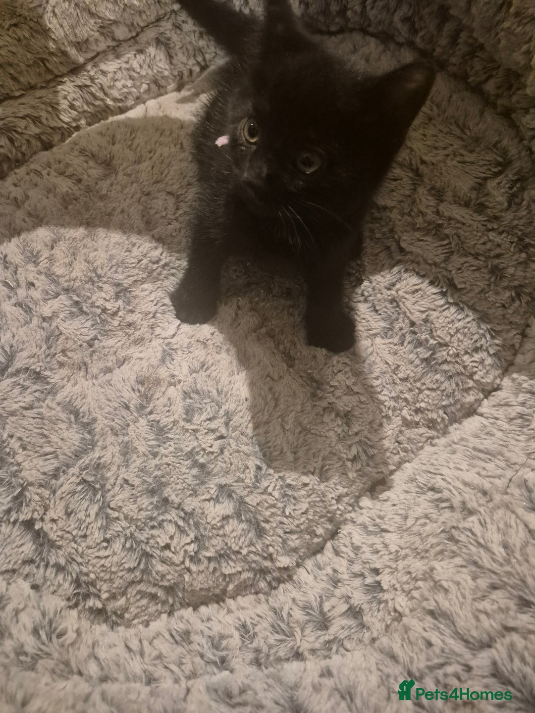 British Shorthair cats for sale: Kittens british shorthair bombay mix - Image 8