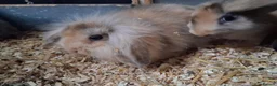 Mini Lion Lop rabbits for sale: Mini lop x lion heads - Advert 5