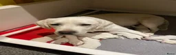 Labrador Retriever dogs for sale: Beautiful Cream KC Labrador Puppies - Advert 16