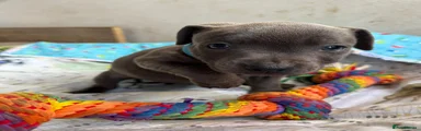 Staffordshire Bull Terrier Puppy 5