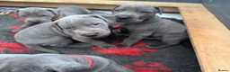 Great Dane dogs for sale: Gorgeous blue KC Great Danes.Ready now! - Advert 5