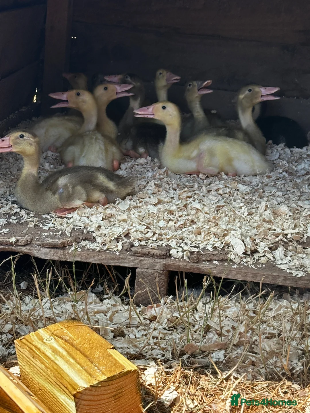 Ducks poultry for sale: ***Indian Runner Cross Ducklings*** in Tiverton - Advert 1