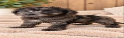 Cockapoo dogs for sale: STUNNING COCKAPOO PUPPIES - Advert 5
