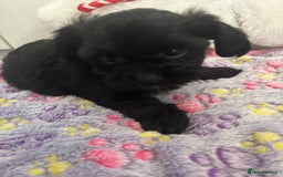 Mixed Breed dogs for sale: Lovely little shipoo pups  - Advert 7