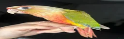 Conures birds for sale: Hand reared conure  in Newport - Advert 2
