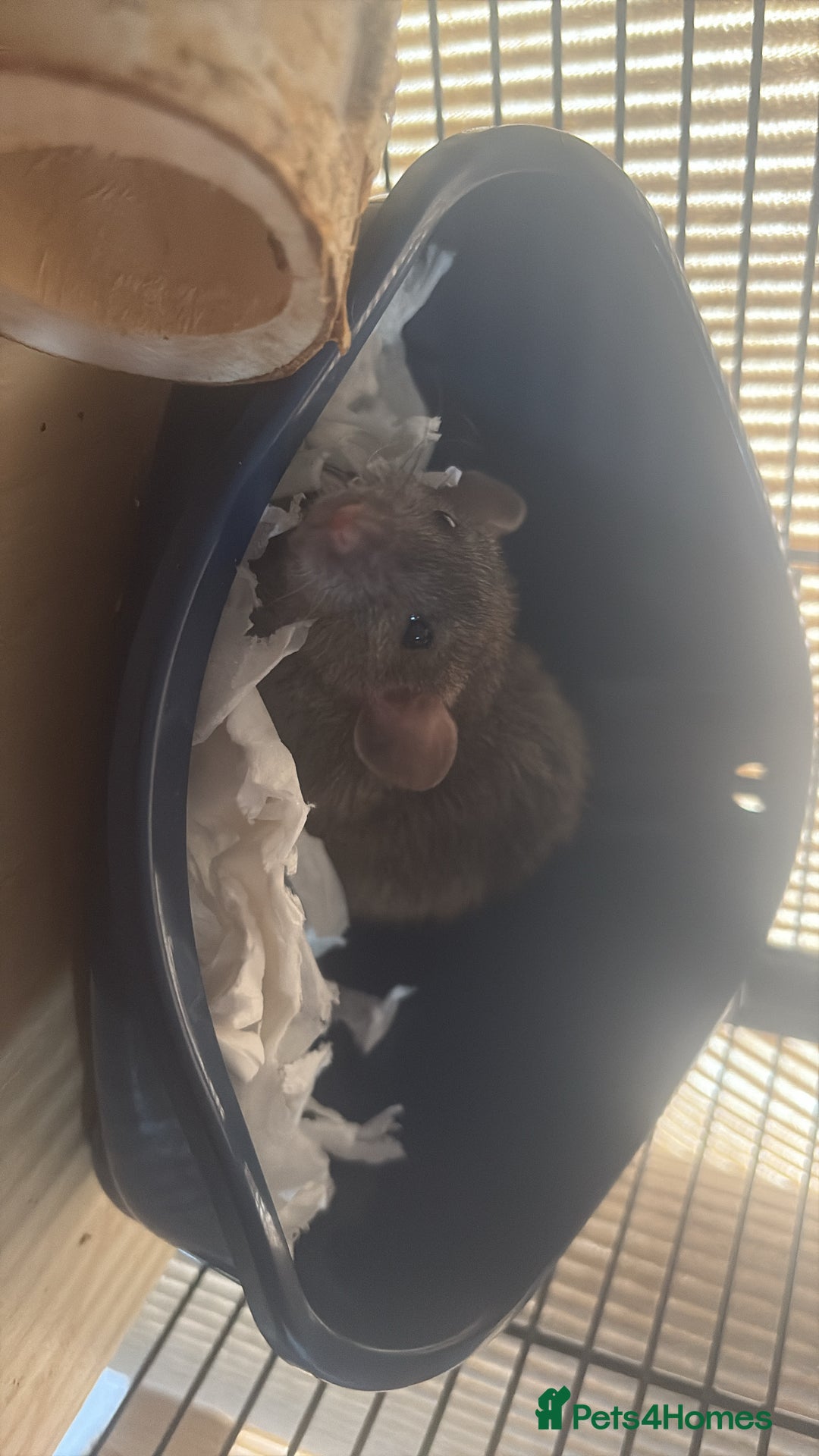 Rat rodents for sale: 2 dumbo Rex rats and one normal dumbo rat - Image 7