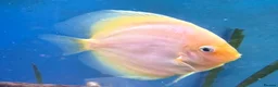 Discus fish for sale: 6 Large Discus  in Sutton - Advert 6
