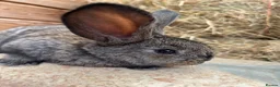 Flemish rabbits for sale: We have the Worlds Biggest Bunnies  - Advert 2