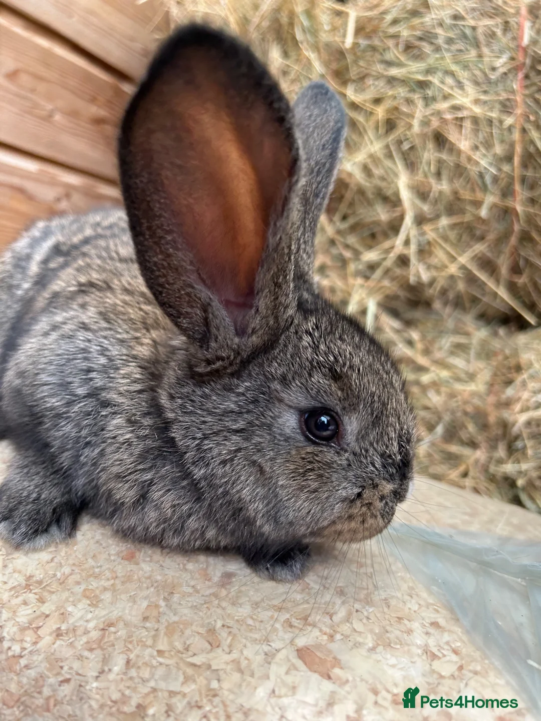 Flemish rabbits for sale: We have the Worlds Biggest Bunnies  - Advert 2