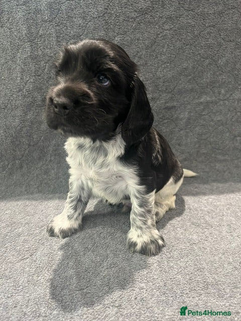 Cocker Spaniel dogs KC Registered Cocker Spaniels - Advert 2