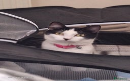 Mixed Breed cats for sale: Black and white 1 1/2 year old Cat - Image 4