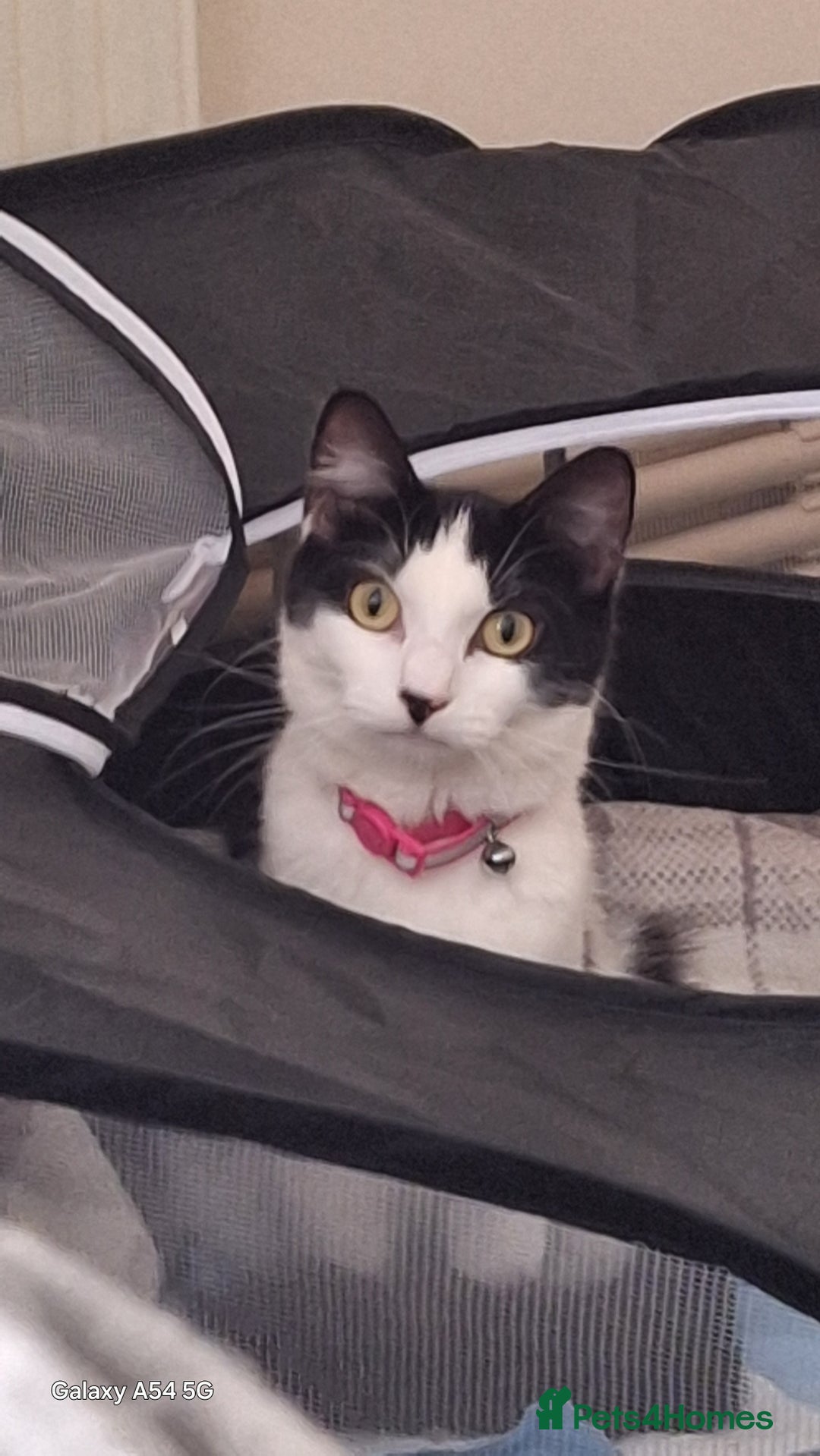 Mixed Breed cats for sale: Black and white 1 1/2 year old Cat - Image 4