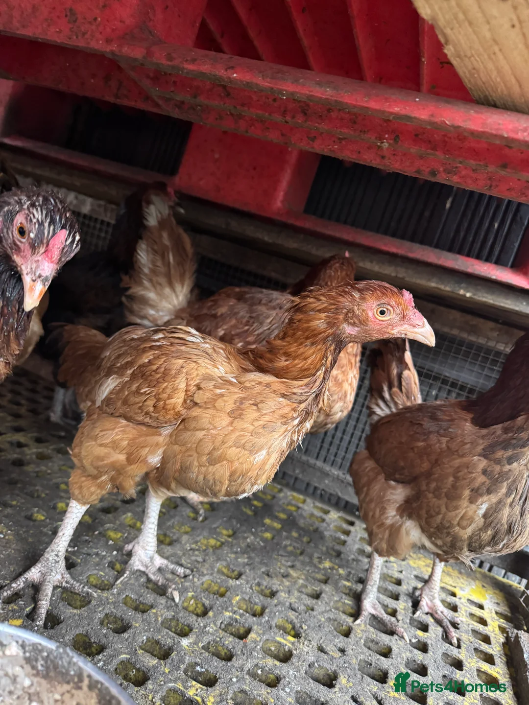 Mixed Breed poultry for sale: Laying Chicken 9 Months Old  - Advert 3