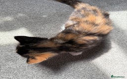 RagaMuffin cats for sale: Ragamuffin kittens  - Image 23