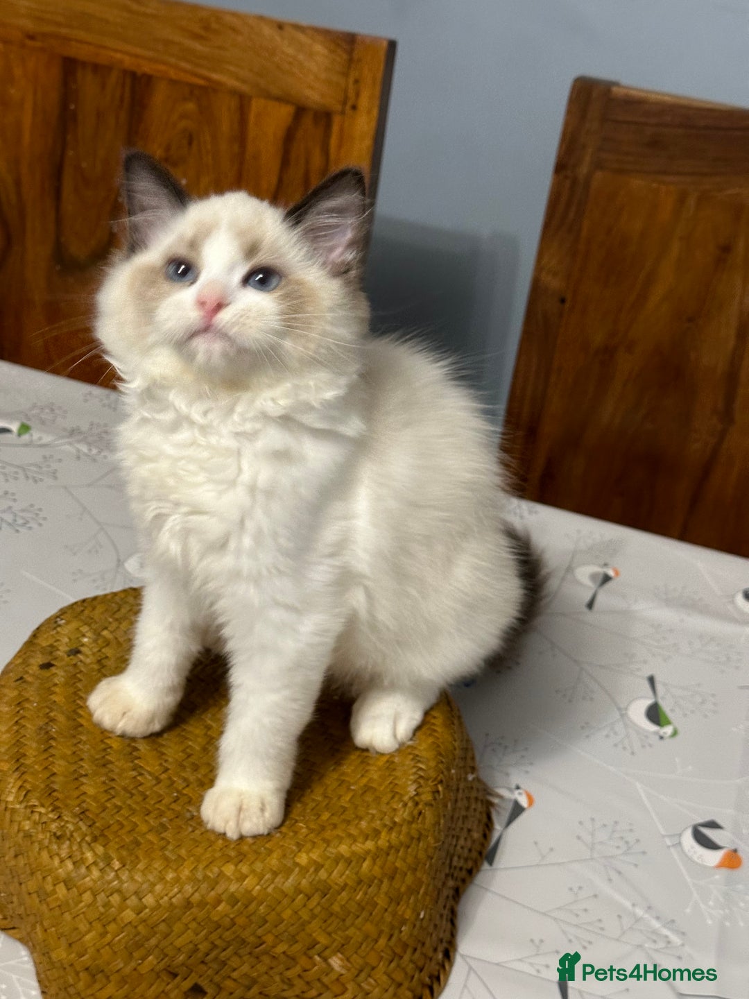 Ragdoll cats for sale: TICA Registered Ragdoll Kittens - Advert 35