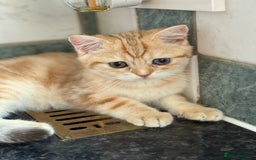 British Shorthair cats for sale: GCCF reg BSH Chocolate Golden Odd Eyes Last Male in London - Image 27