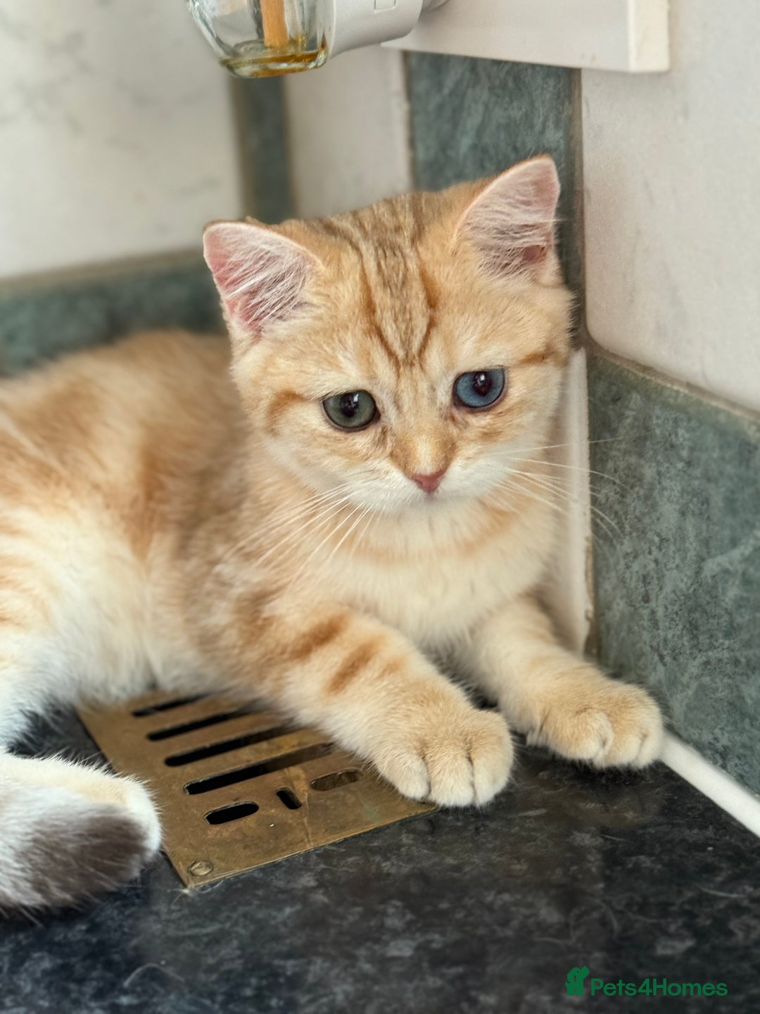 British Shorthair cats for sale: GCCF reg BSH Chocolate Golden Odd Eyes Last Male in London - Image 27