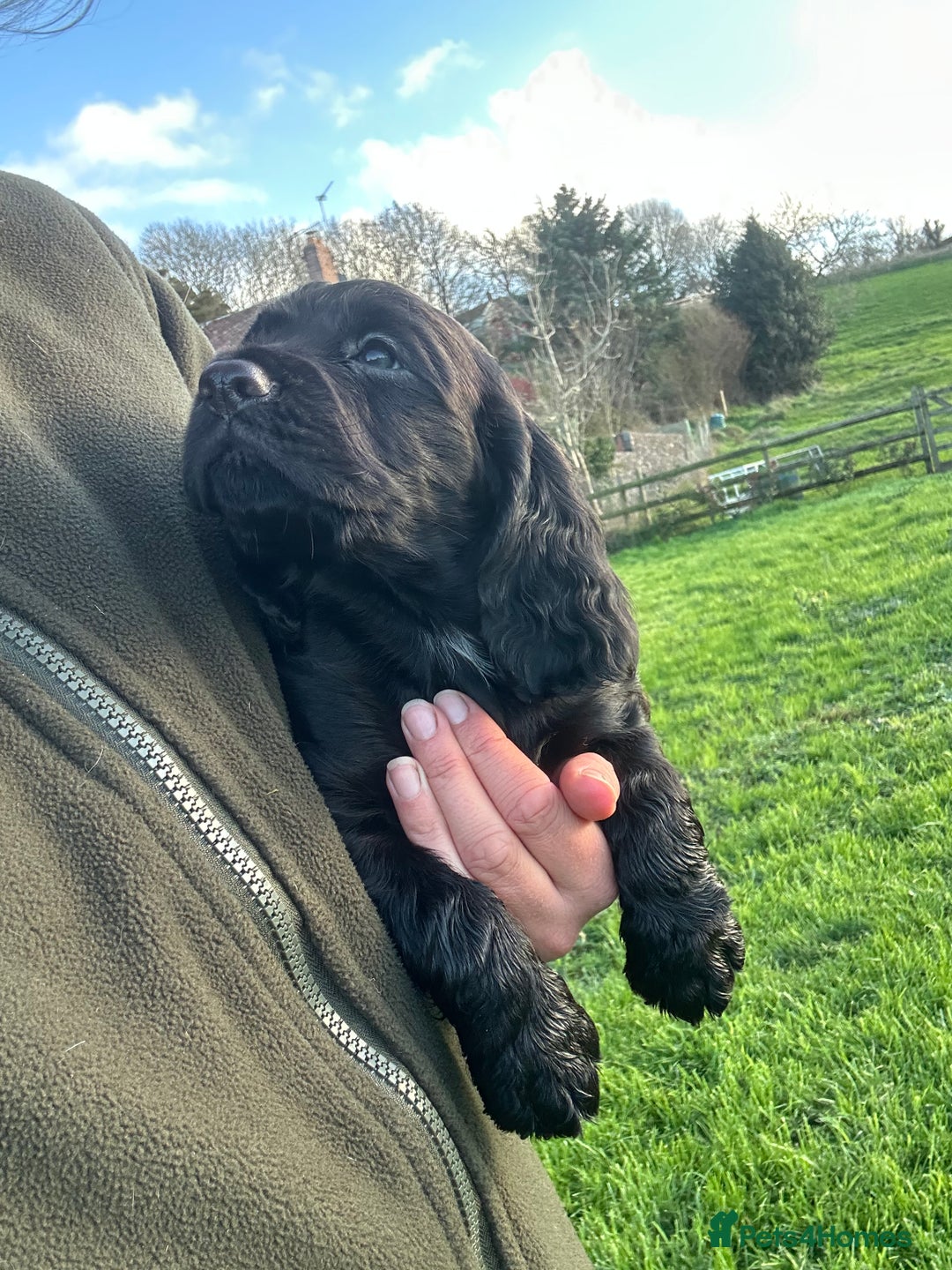 Cocker Spaniel dogs for sale: Ready 4th Dec Working Cocker Spaniel - Advert 8