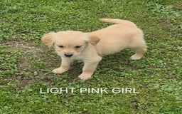 Golden Retriever dogs for sale: KC GOLDEN RETRIEVER PUPPIES  - Image 24