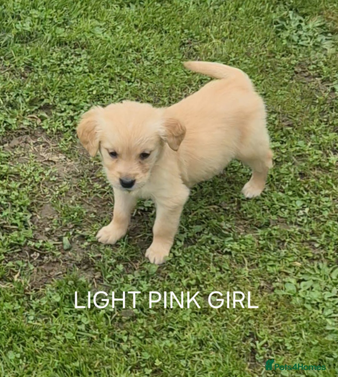 Golden Retriever dogs for sale: KC GOLDEN RETRIEVER PUPPIES  - Image 24