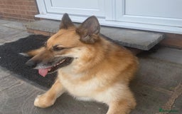 Mixed Breed dogs for adoption: ❤️🐶 LEIA- amazing 5 year-old GSD girl❤️🐶  - Image 1