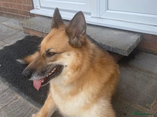 Mixed Breed dogs β€οΈπΆ LEIA- amazing 5 year-old GSD girlβ€οΈπΆ - Advert 14